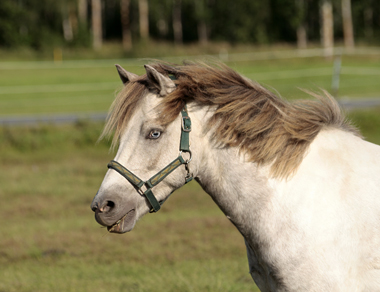 Gulbrunsskimmelskäcken Blåis håller på att blekas till en vit häst.
