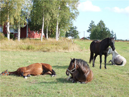 Hästar på sommarbete.