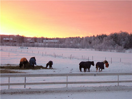 Solnedgång en vinterdag.