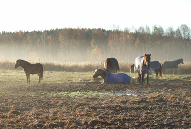 Tidig höstmorgon, Stall Balans.