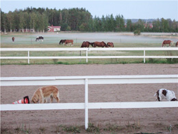 Hundarna besöker ridbanan när hästarna vilar i morgondimman.