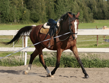 Doris, sommaren 2007.