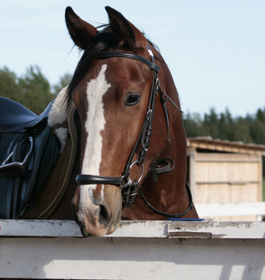 Doris, sommaren 2007.