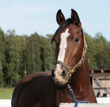 Doris, sommaren 2007.