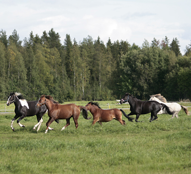 Spirit har täten och Yoshi är på god andraplats, därefter följer Wiktorin, Misty och Blåis.