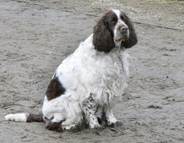 Familjen Hedlunds hund, Steffie.